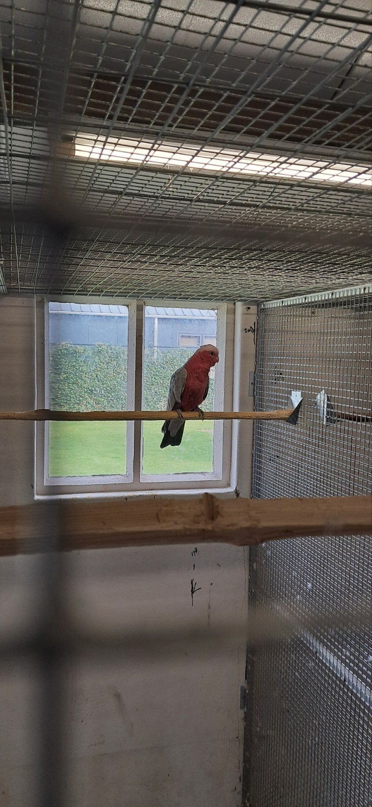 2 Koppels Rosé Kaketoes split lutino en losse pop, Meerdere dieren, Parkiet, Geringd
