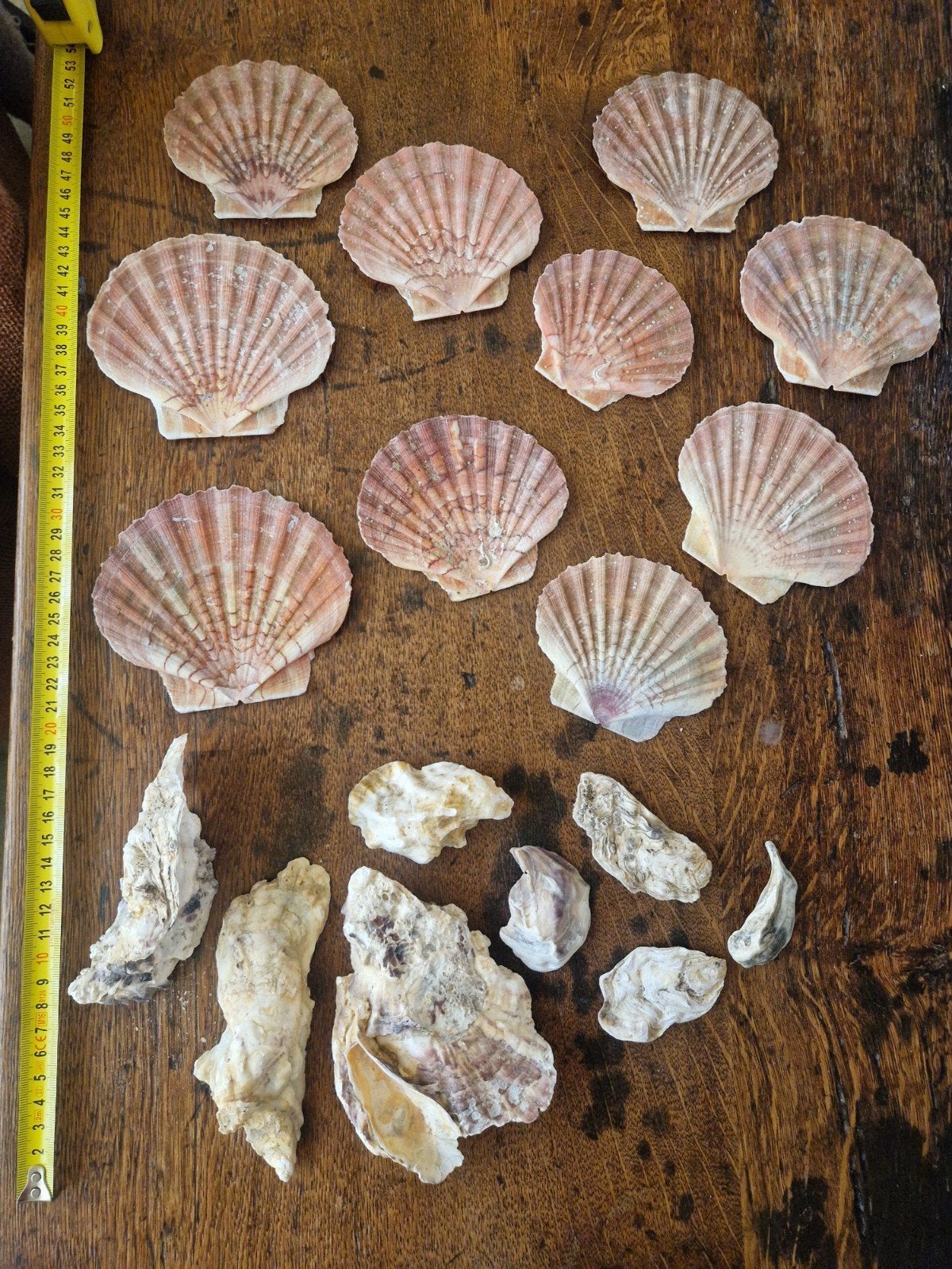 Grote collectie schelpen en stenen, Ophalen of Verzenden