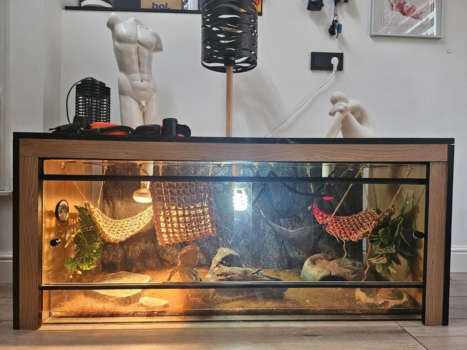Baardagame inclusief terrarium en toebehoren, Ophalen, Terrarium of Paludarium