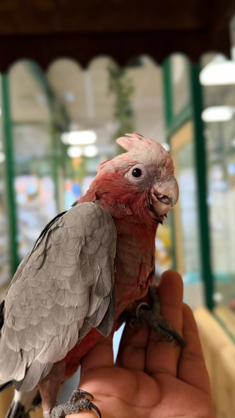 Tam papegaaien va € 495*, Dieren en Toebehoren, Meerdere dieren, Papegaai, Pratend