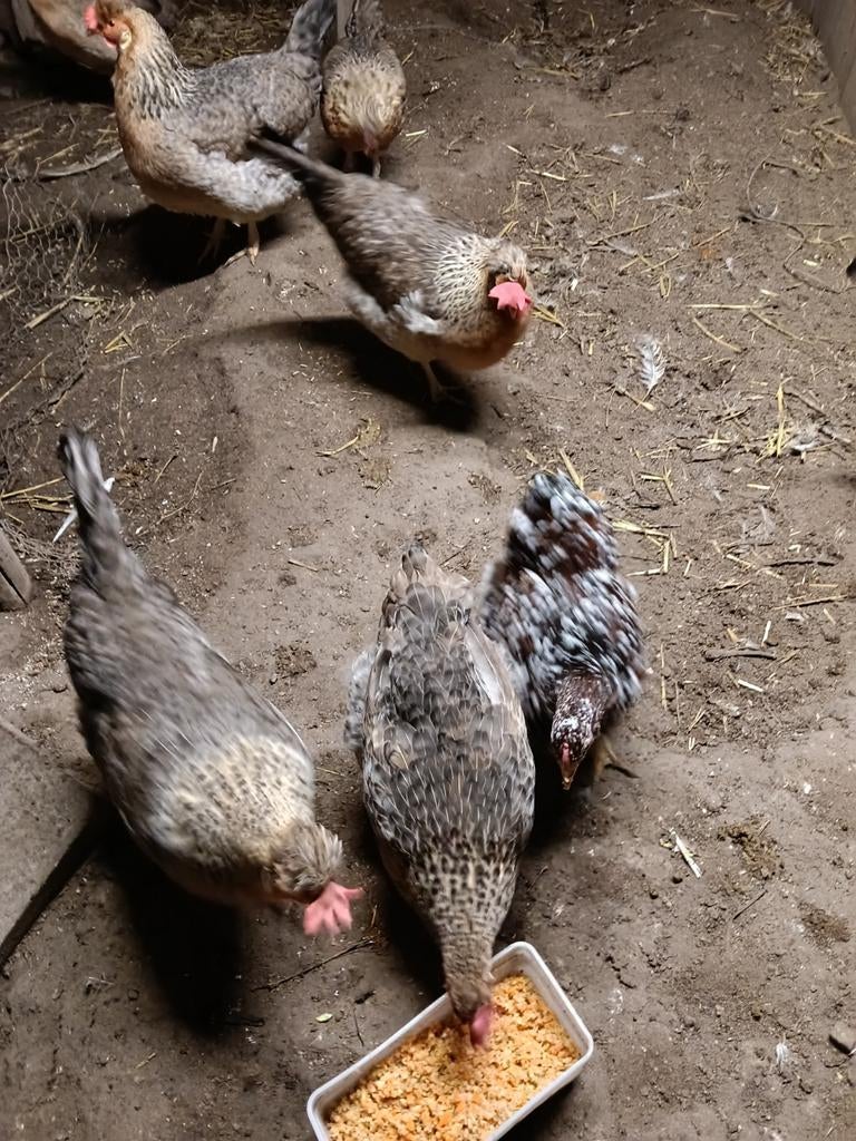 Broedeieren van de Cream Legbar., Dieren en Toebehoren, Geslacht onbekend, Kip