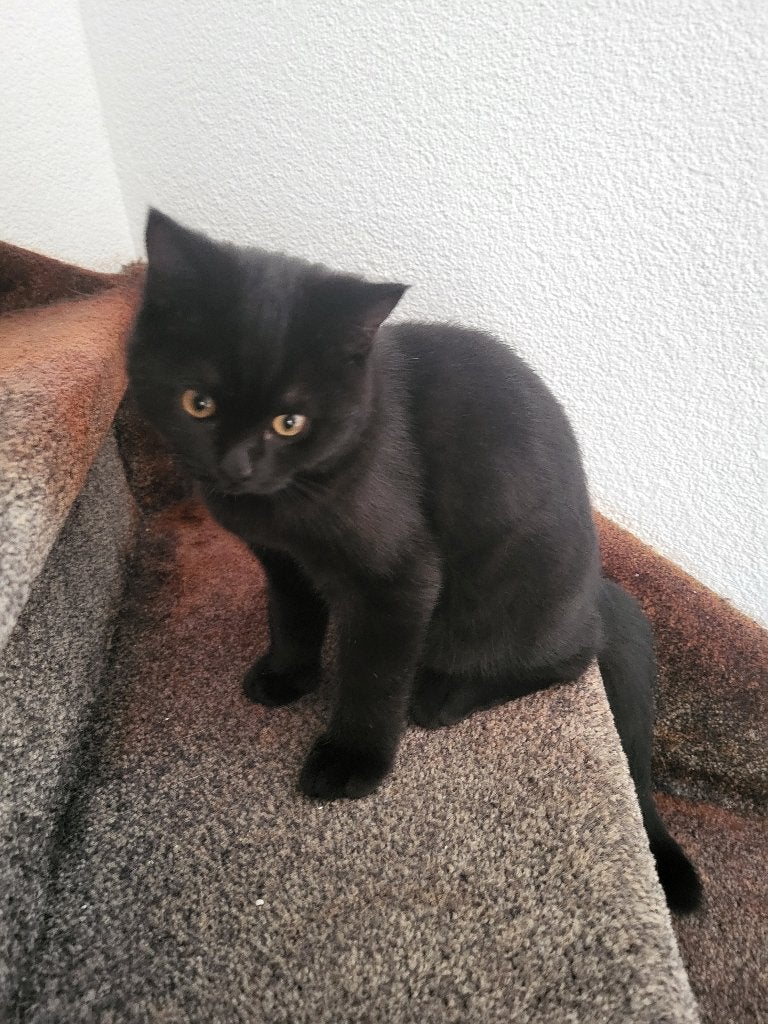 British shorthair kittens, Dieren en Toebehoren, Meerdere dieren, Ontwormd, 0 tot 2 jaar