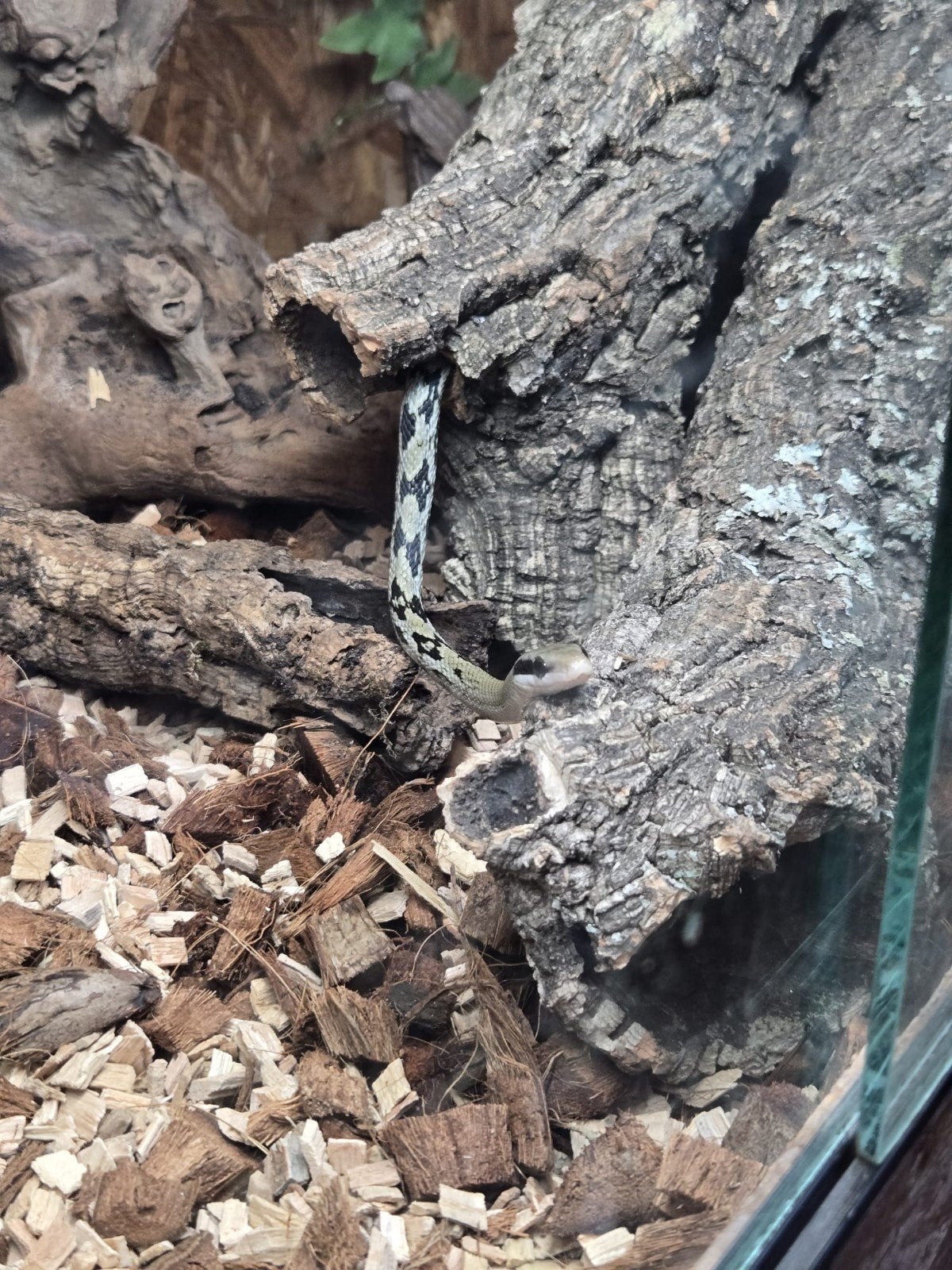 Thaiwanese rattenslang (Elaphe taeniura), Dieren en Toebehoren, Slang, 0 tot 2 jaar