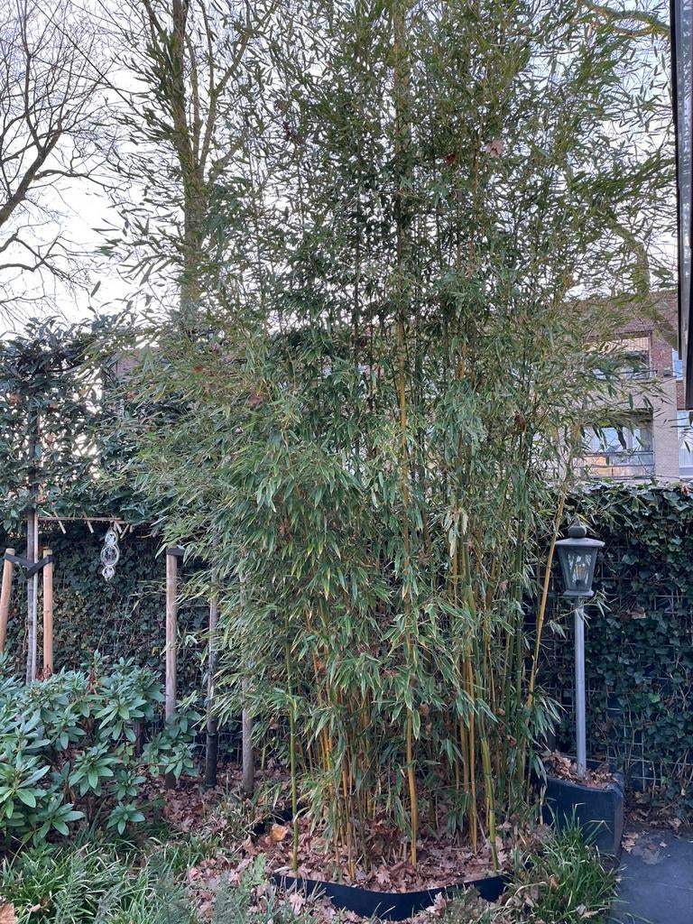 Bamboe 4,50-5,00m hoog, Tuin en Terras, Planten | Bomen, Ophalen, Bloeit niet, Halfschaduw, Overige soorten