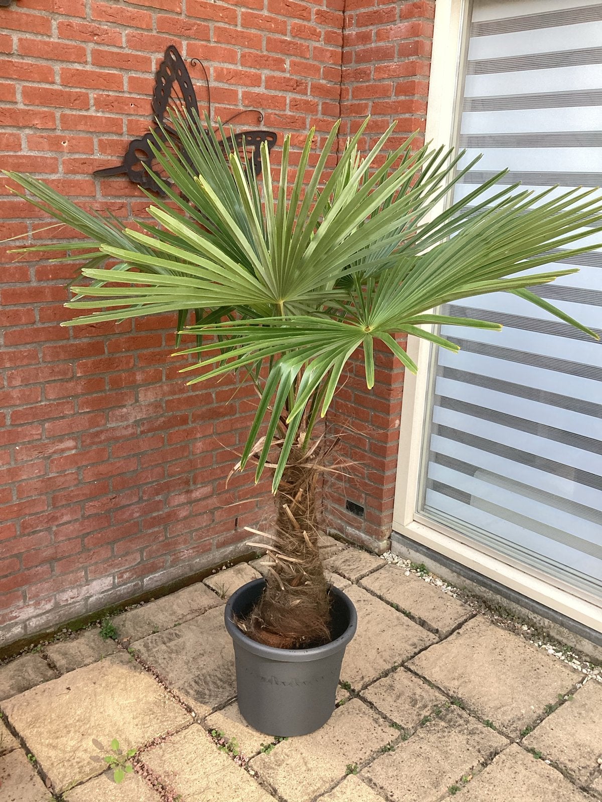 Trachycarpus Fortunei 2 Palmbomen, beide of apart, Volle zon, Vaste plant, Bloeit niet, Ophalen