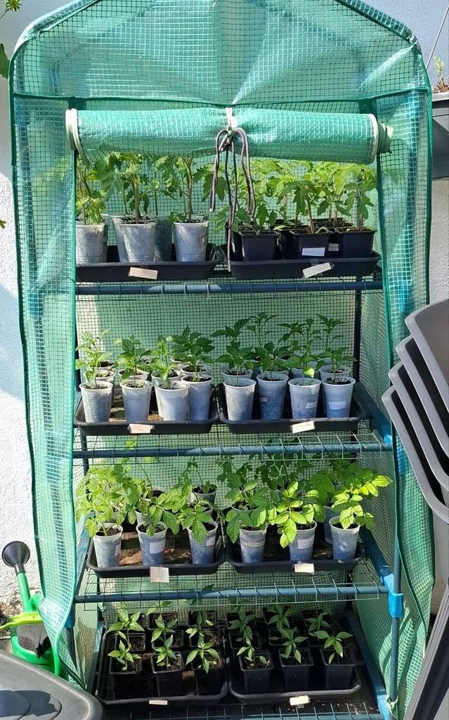 Planten, Ophalen, Eenjarig, Groenteplanten, Volle zon
