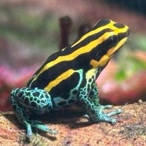Ranitomeya uit eigen kwekerij, groot assortiment, Amfibie, 0 tot 2 jaar