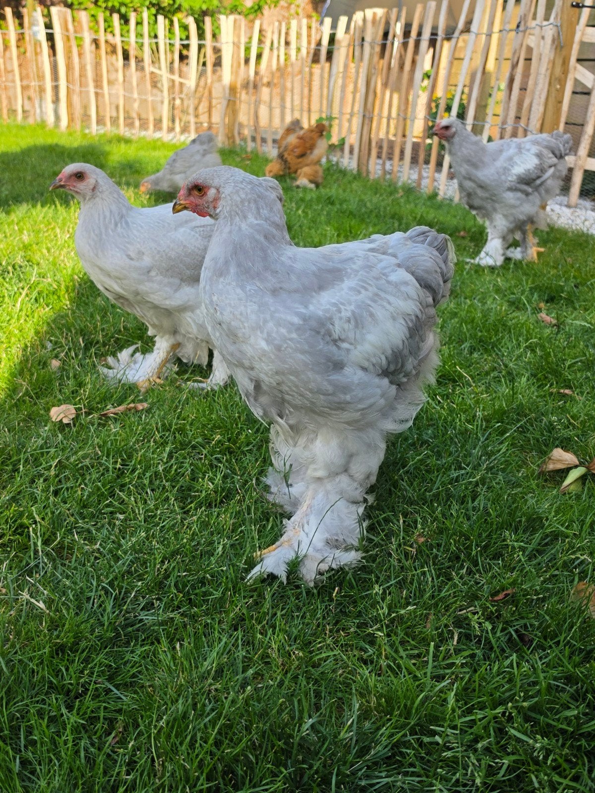 Brahma hanen, Dieren en Toebehoren, Ophalen, Nieuw
