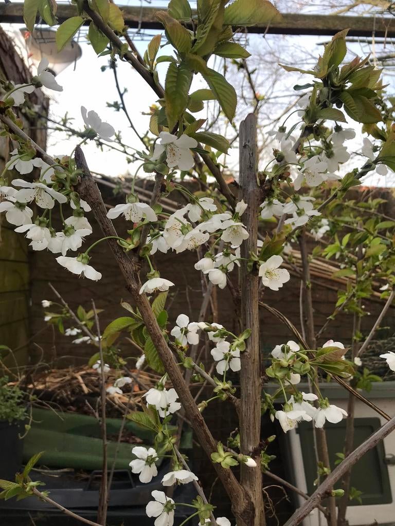 Kersenboom 160cm hoog, Ophalen of Verzenden
