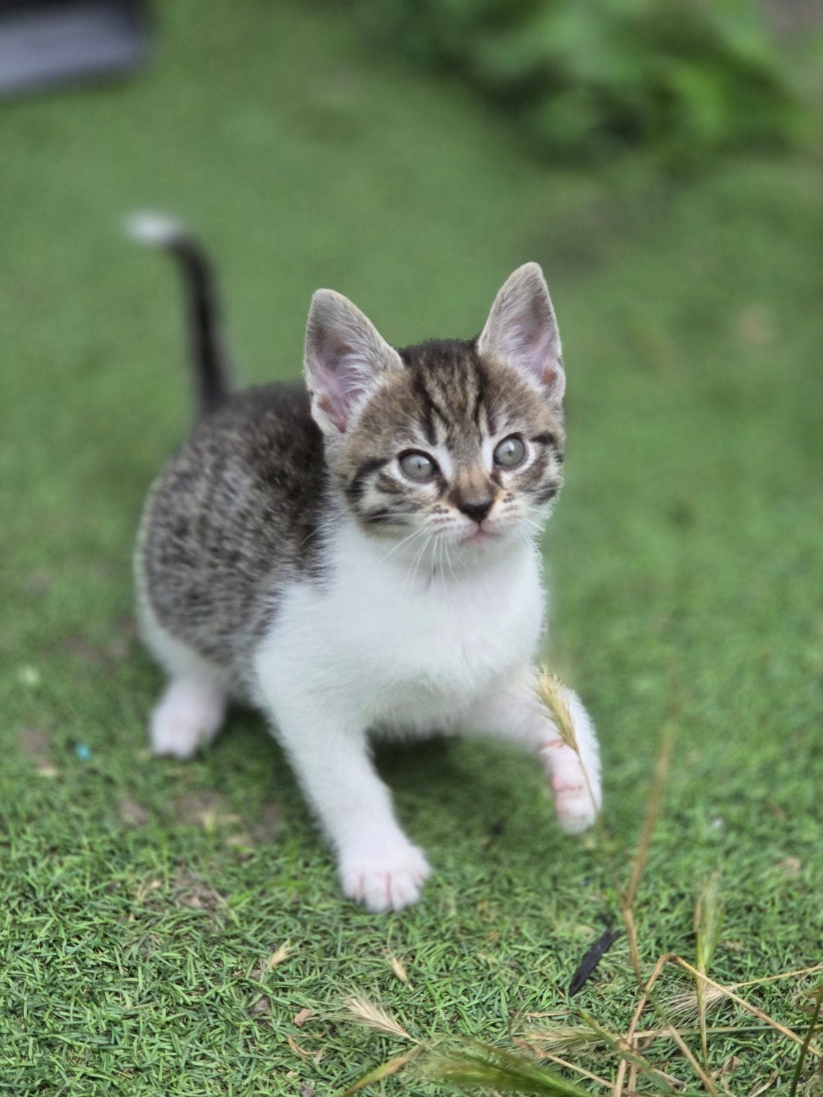 Mooie Kittens, Dieren en Toebehoren, Meerdere dieren, 0 tot 2 jaar