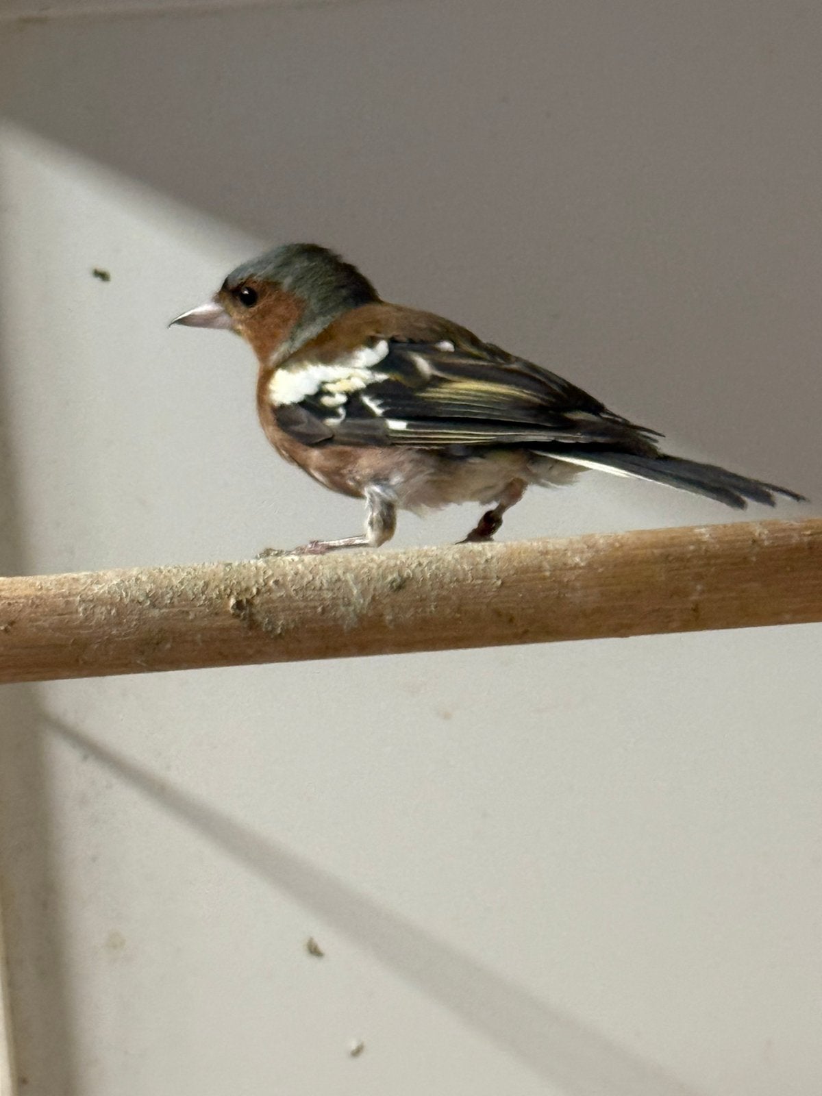 Mooie correct geringde vink man, Mannelijk, Wildzangvogel, Geringd