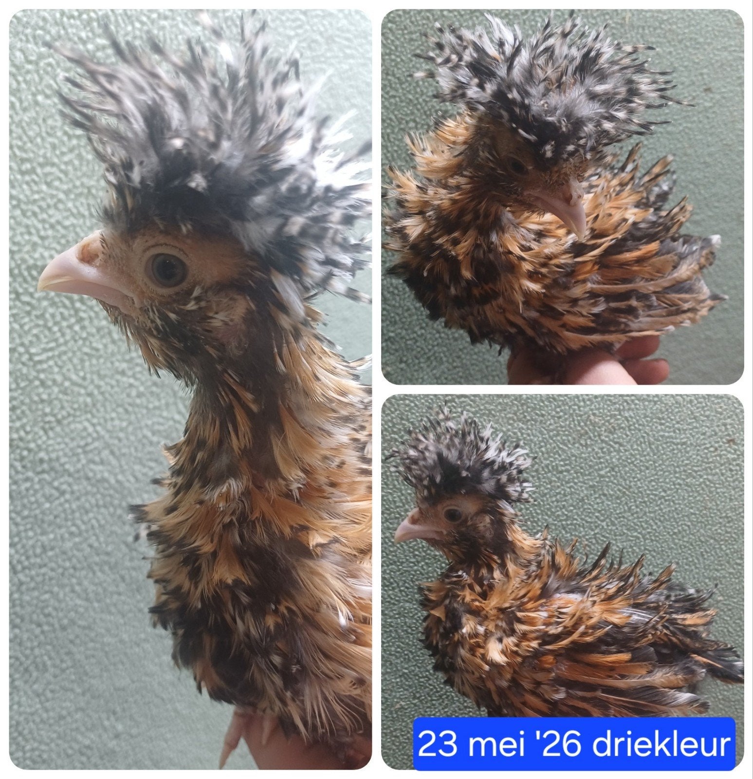 padua hennen & hanen, Meerdere dieren, Kip