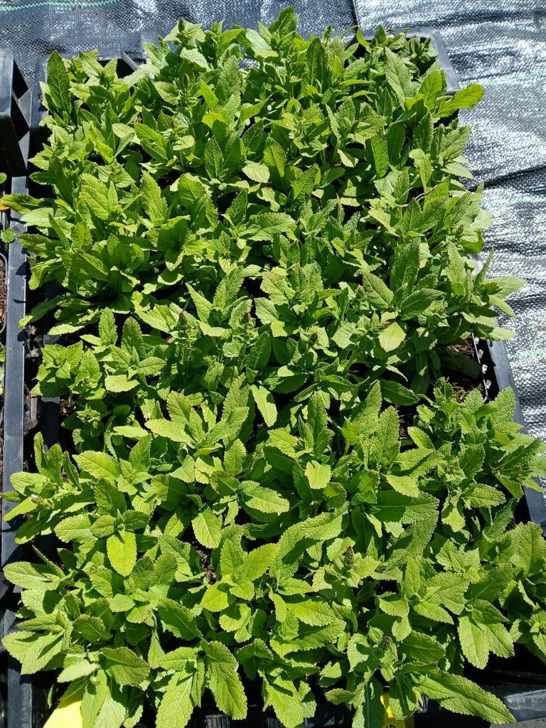 Salvia ost friesland, Ophalen, Overige soorten, Minder dan 100 cm