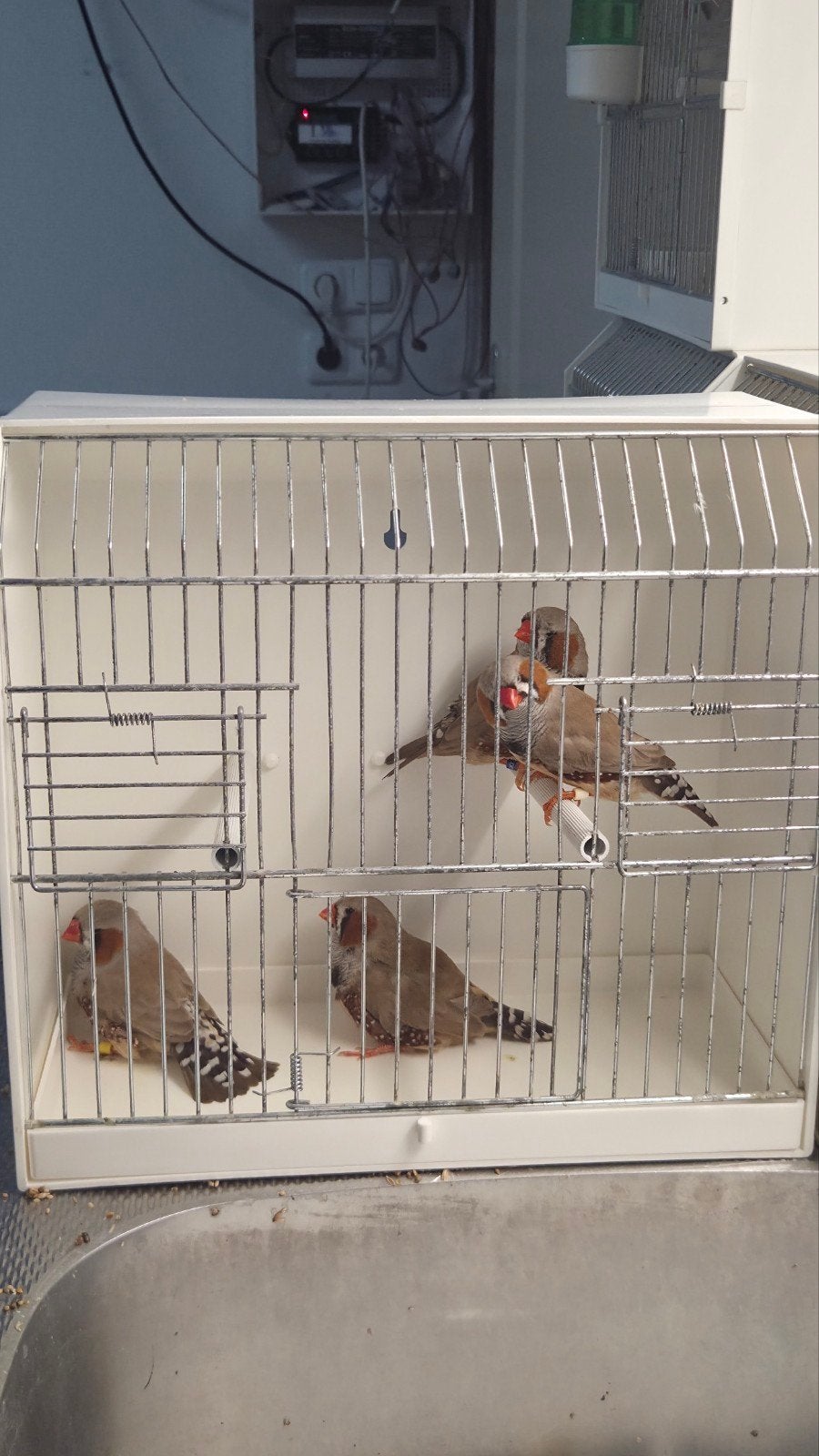 Koppels Bruine Zebravinken, Ophalen of Verzenden, Nieuw, Hout, Vogelkooi