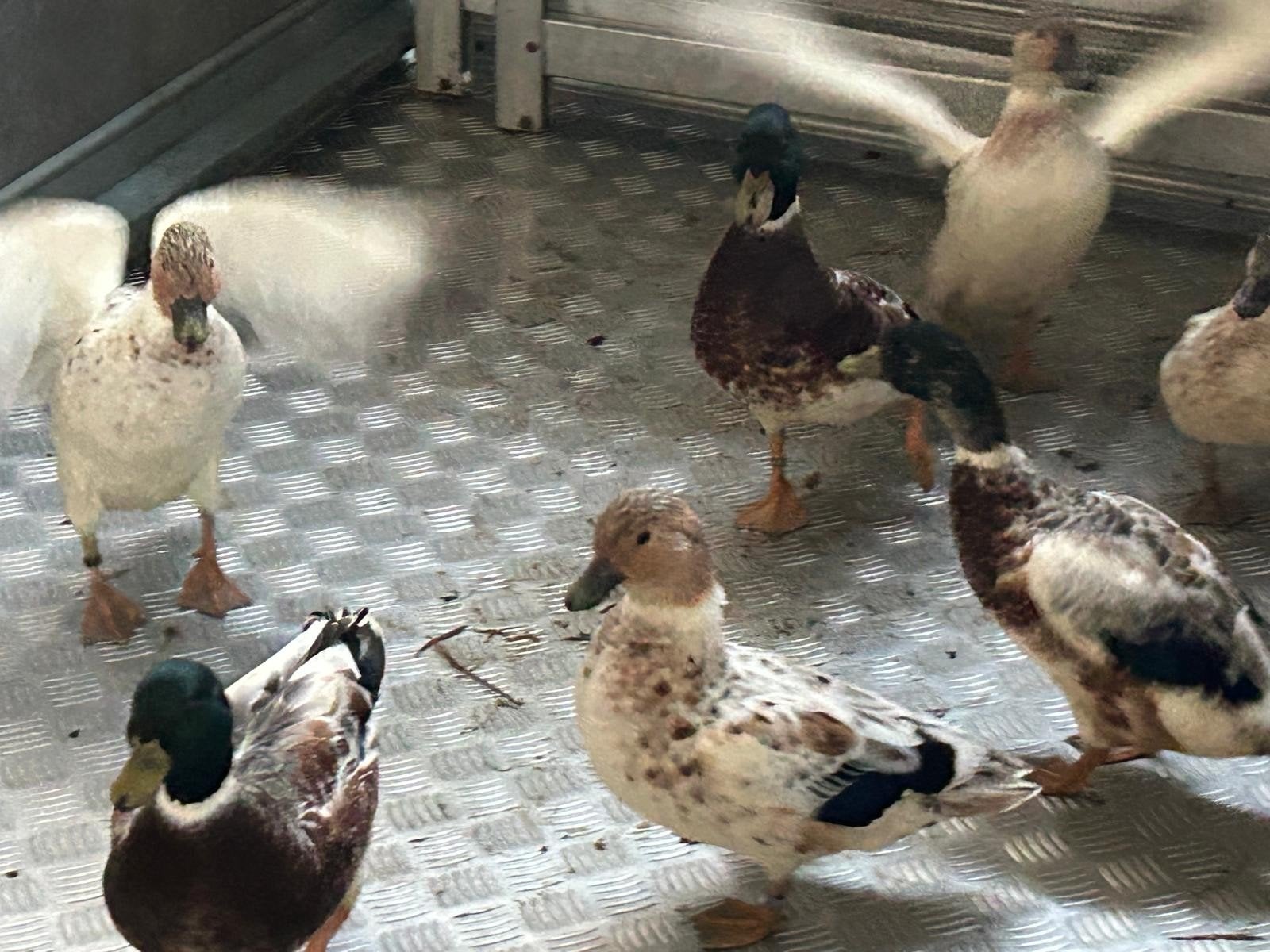 kwakers, Dieren en Toebehoren, Meerdere dieren, Eend