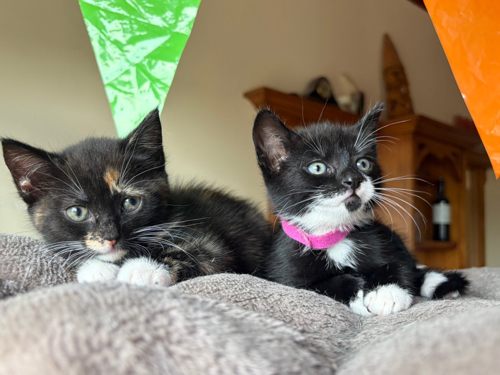 Kittens (bijna) 8 weken, Dieren en Toebehoren