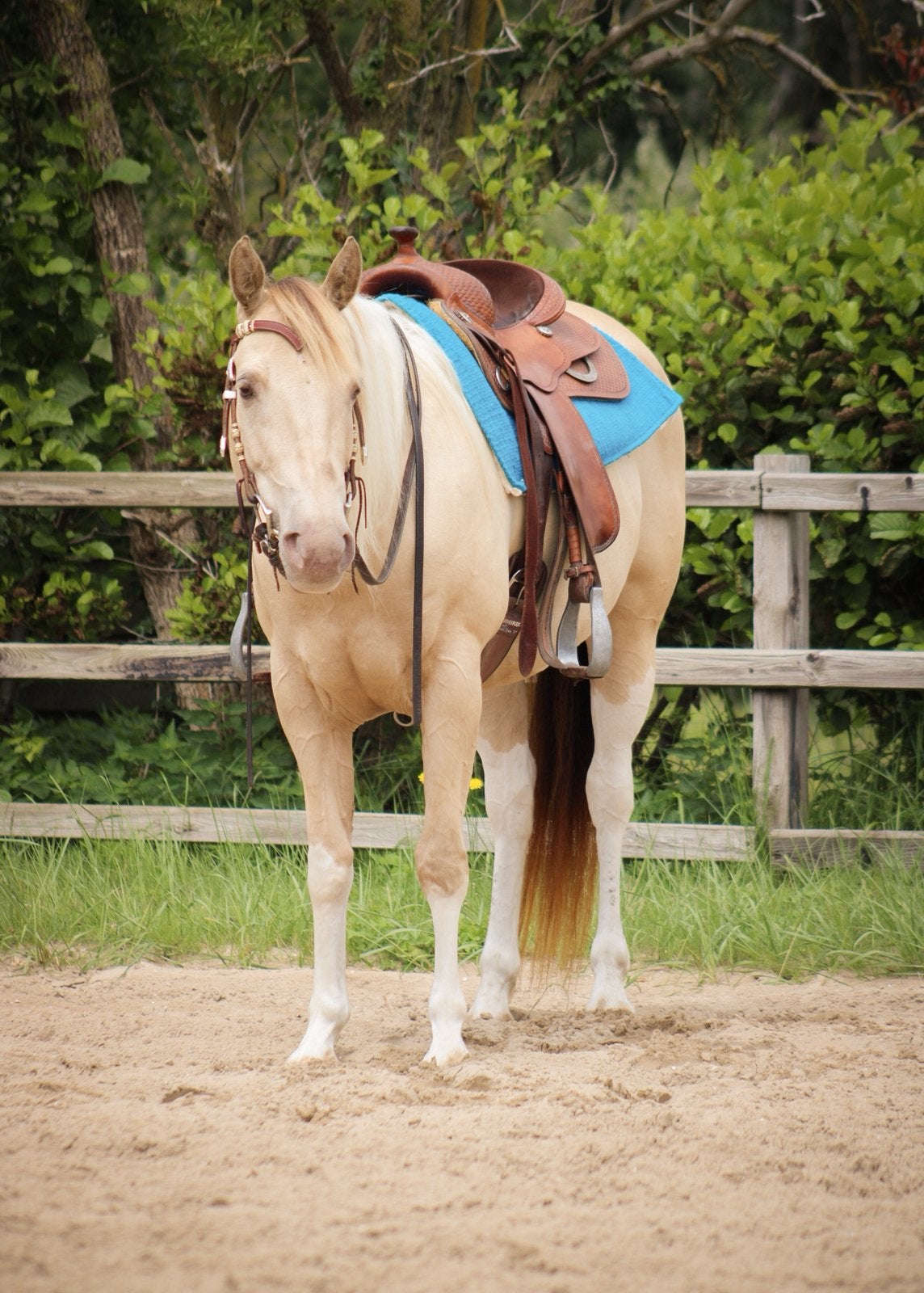 APHA Paint horse Champange tobiano merrie te koop, Dieren en Toebehoren, Merrie, Minder dan 160 cm, Met stamboom, Niet van toepassing