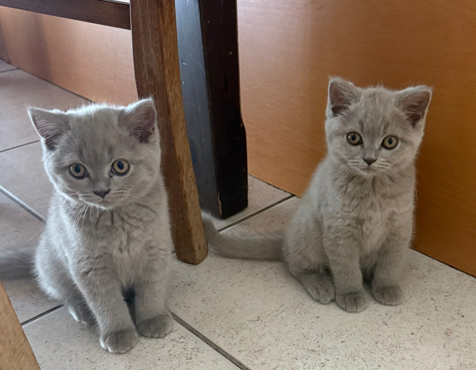 Britse korthaar kittens lilac, Dieren en Toebehoren, Meerdere dieren, Gechipt, 0 tot 2 jaar