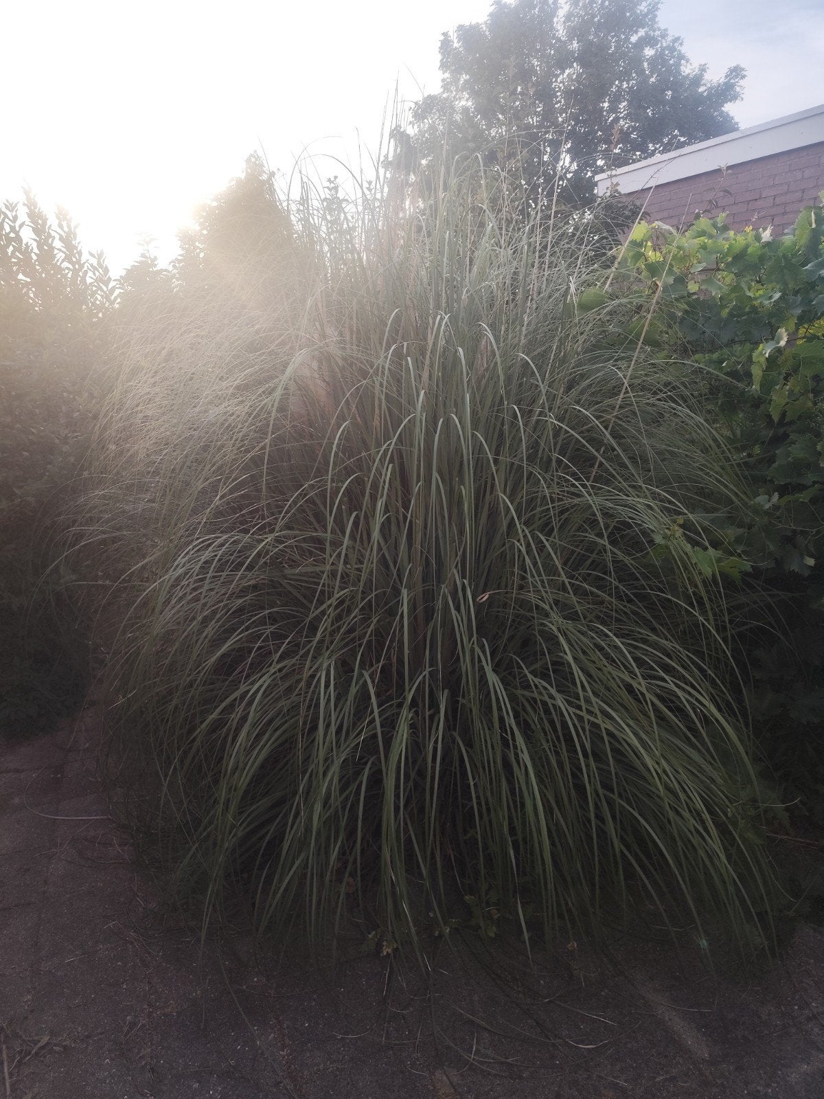Verschillende bomen planten struiken incl pampasgras, Ophalen, Bloeit niet, Volle zon, Overige soorten
