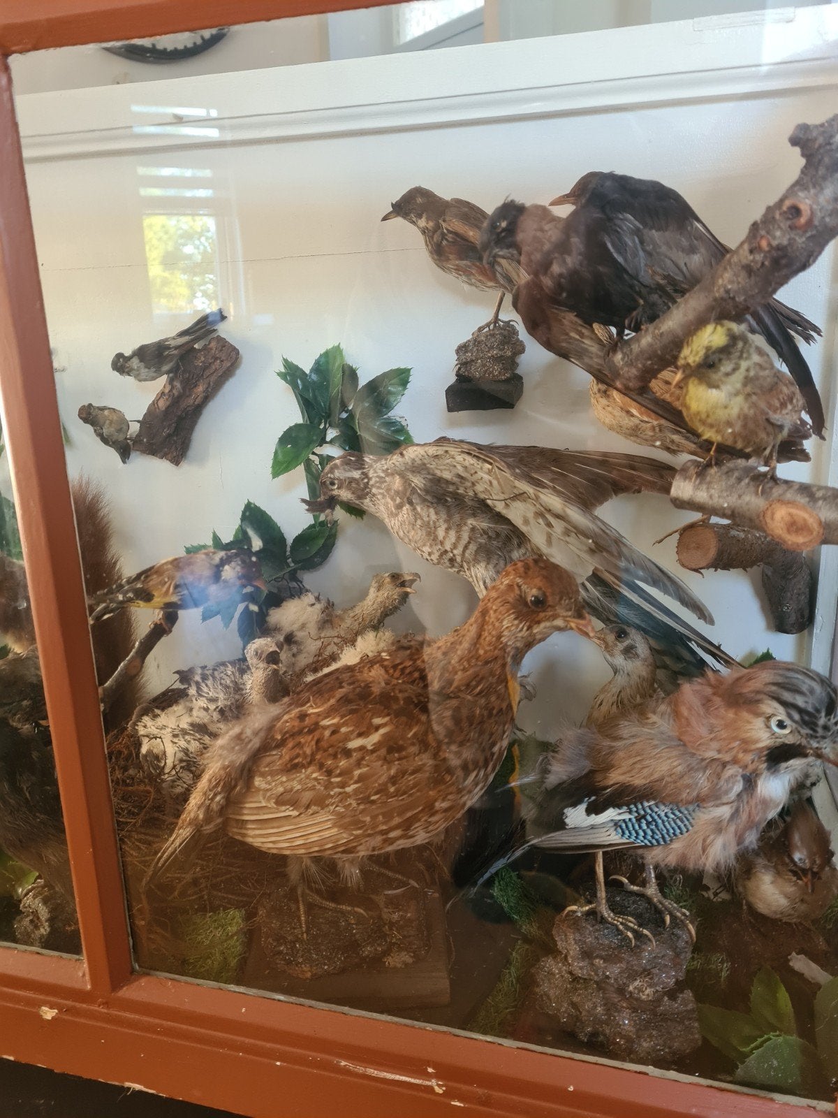 Unieke Vitrine met Opgezette Vogels en Dieren, Ophalen, Gebruikt, Vogel, Opgezet dier