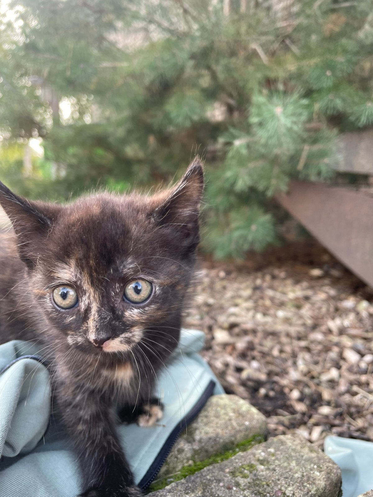 Kittens, Meerdere dieren, Kortharig, 0 tot 2 jaar