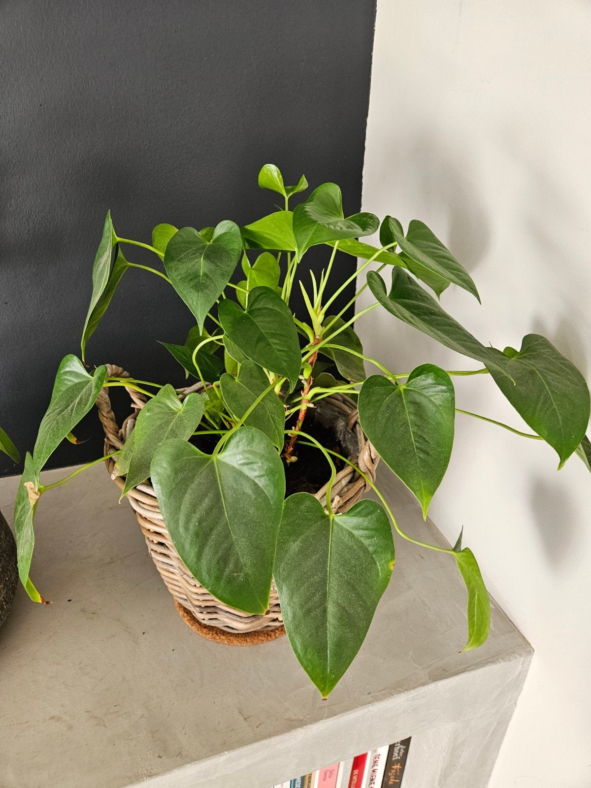 Philodendron scandens, mooie hartvorm bladeren, Huis en Inrichting, Kamerplanten, Ophalen, Halfschaduw, Minder dan 100 cm