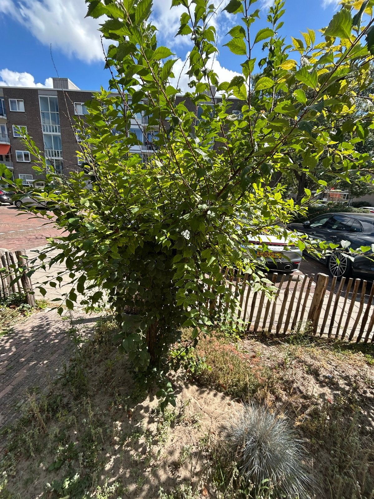 GRATIS Twee mooie sierkers boompjes (Prunus serrulata), Ophalen, Halfschaduw, Overige soorten