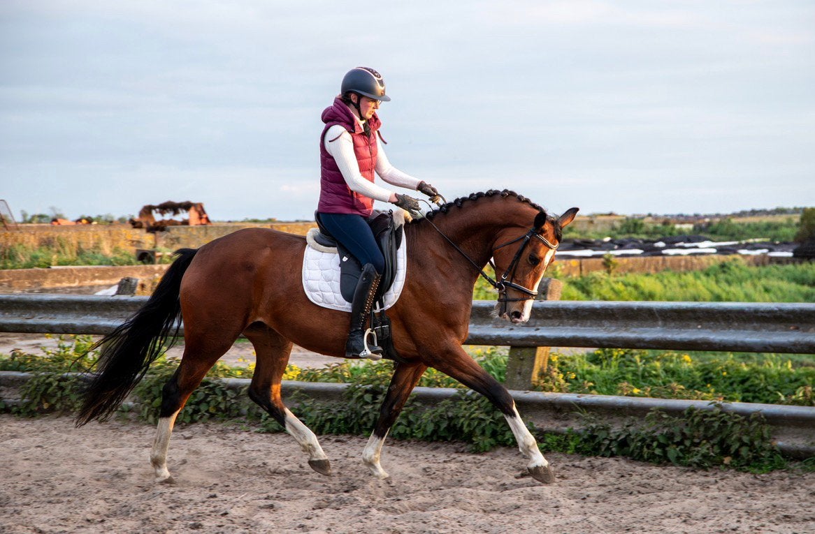TOPbrave 4 jarige For Ferrero merrie en meerdere KWPN, Dieren en Toebehoren, Met stamboom, Dressuurpaard, 3 tot 6 jaar, 160 tot 165 cm