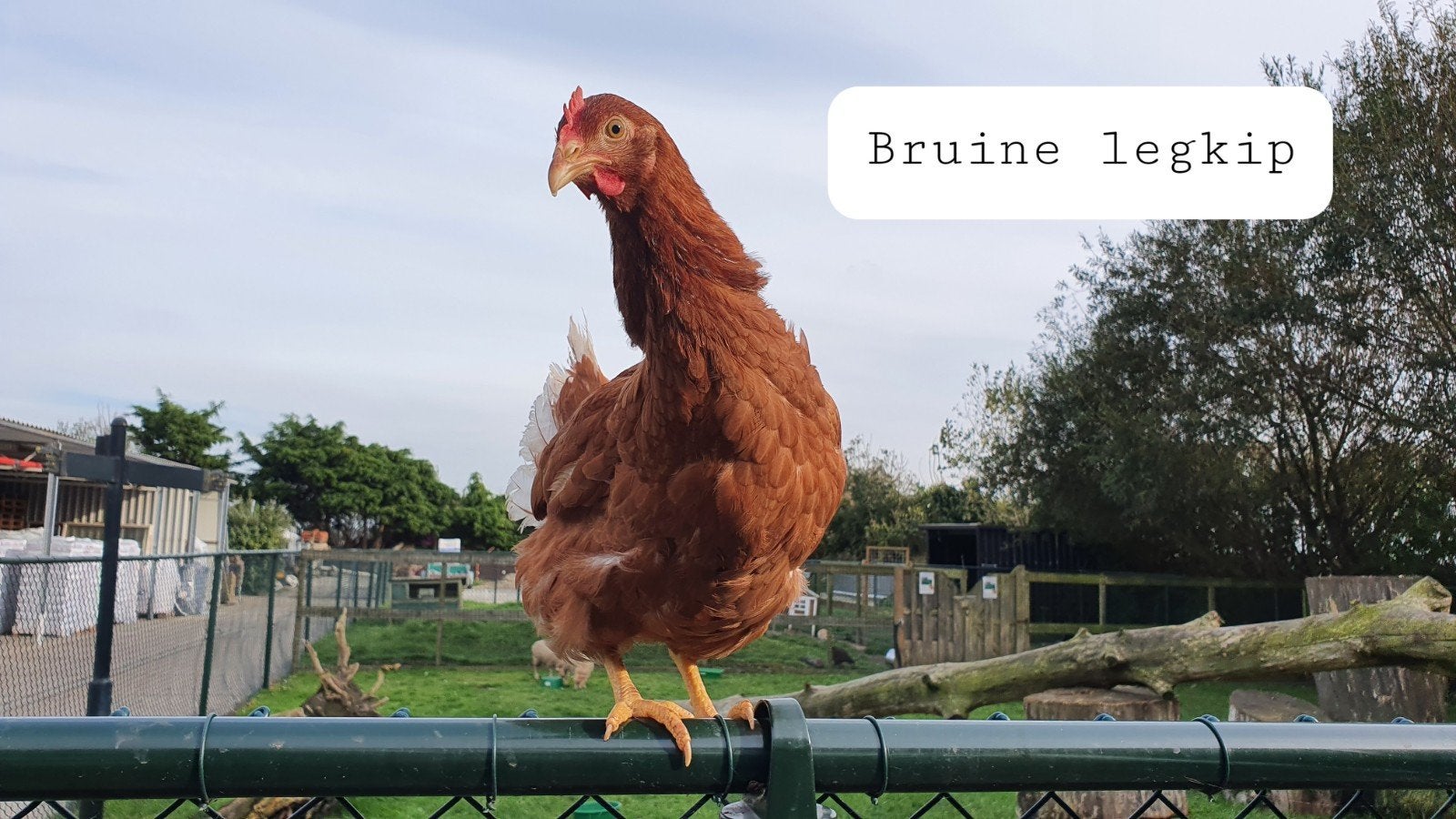 Diverse kippen te koop, Dieren en Toebehoren, Pluimvee, Vrouwelijk, Kip