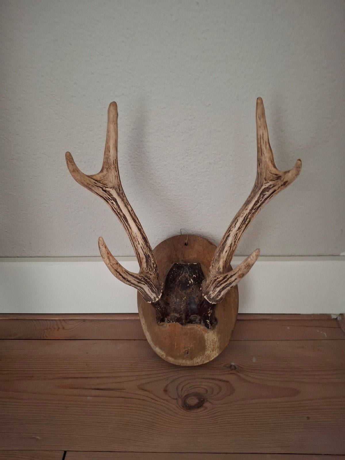 Mooi klein afwerpstang gewei op houten paneel, Ophalen of Verzenden