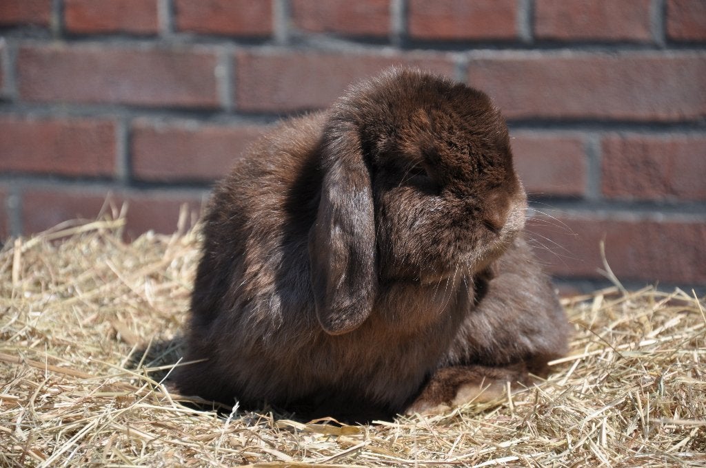 Nederlandse hangoor dwerg NHD gecastreerde ram, Dieren en Toebehoren, Konijnen, Mannelijk, Dwerg, Hangoor, 3 tot 5 jaar