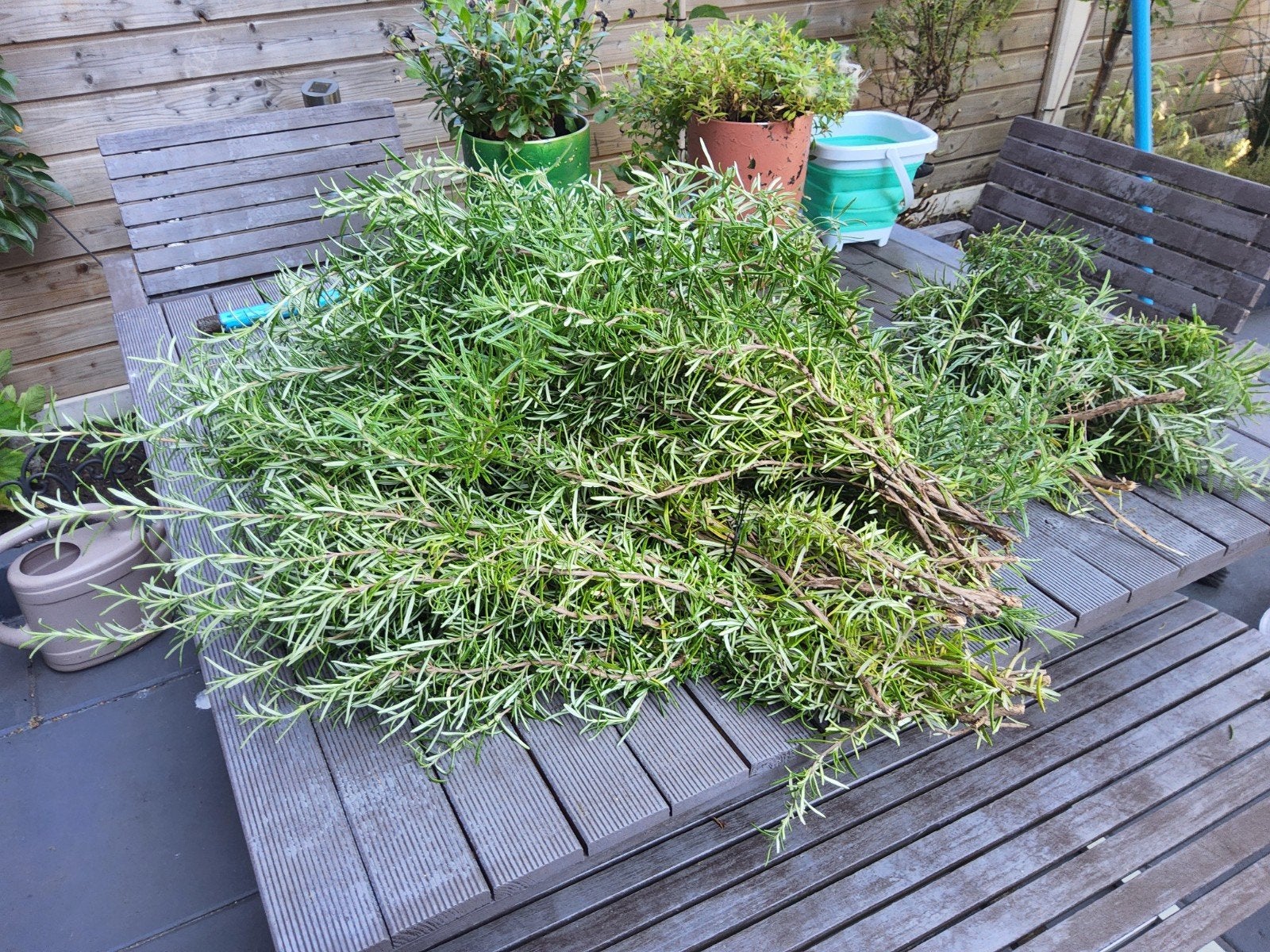 rozemarijn vers uit mijn eigen tuin, Ophalen, Overige soorten, Volle zon