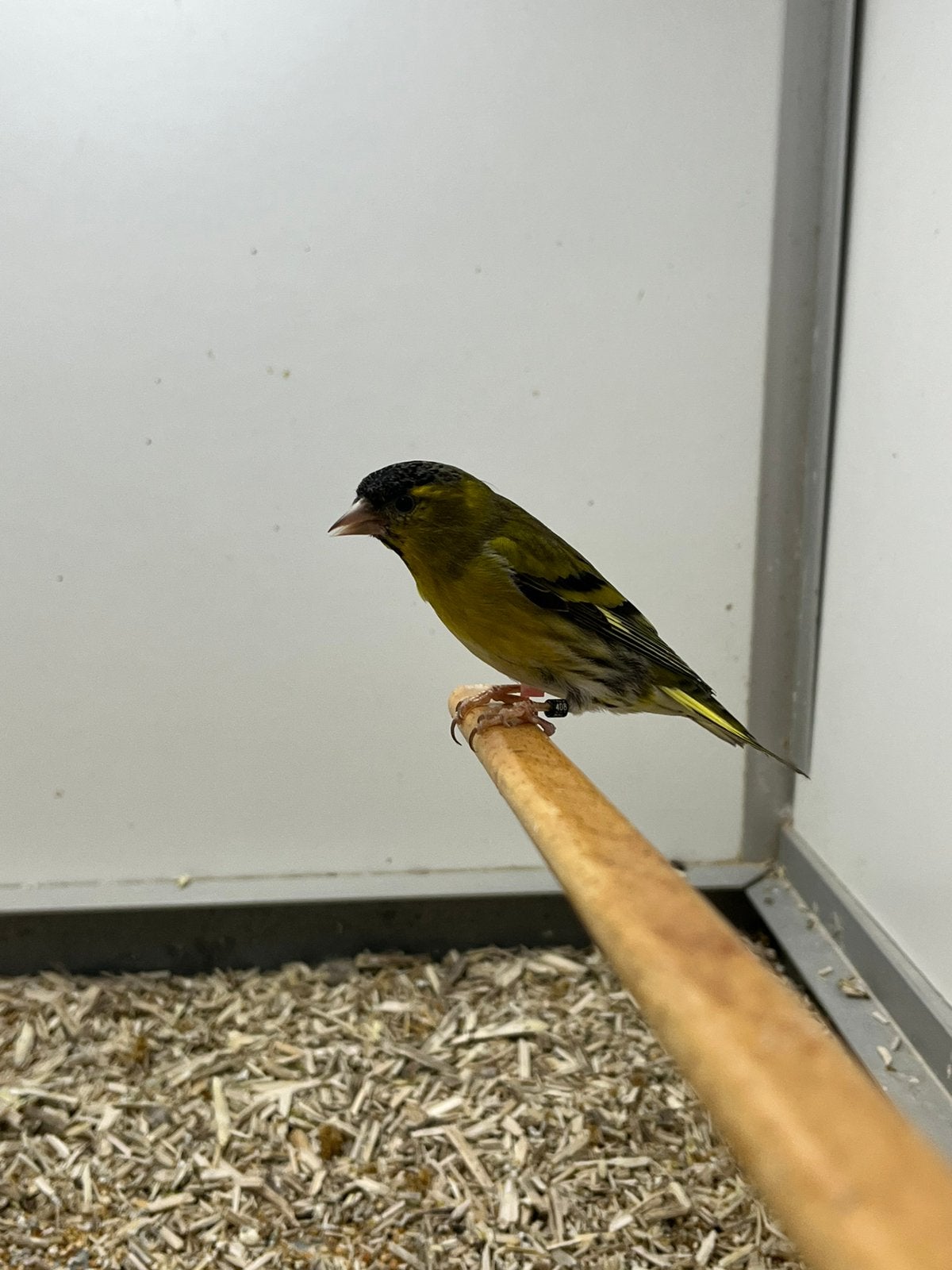 1-1 Europese Sijs, Dieren en Toebehoren, Vogels | Overige Vogels, Meerdere dieren, Wildzangvogel, Geringd