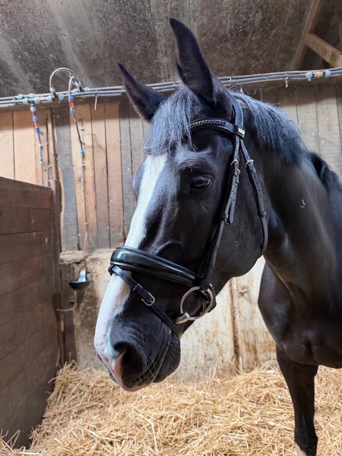 Mrs. Ros Deluxe hoofdstel maat Full, Dieren en Toebehoren, Paarden en Pony's | Hoofdstellen en Tuigage, Zo goed als nieuw, Ophalen of Verzenden