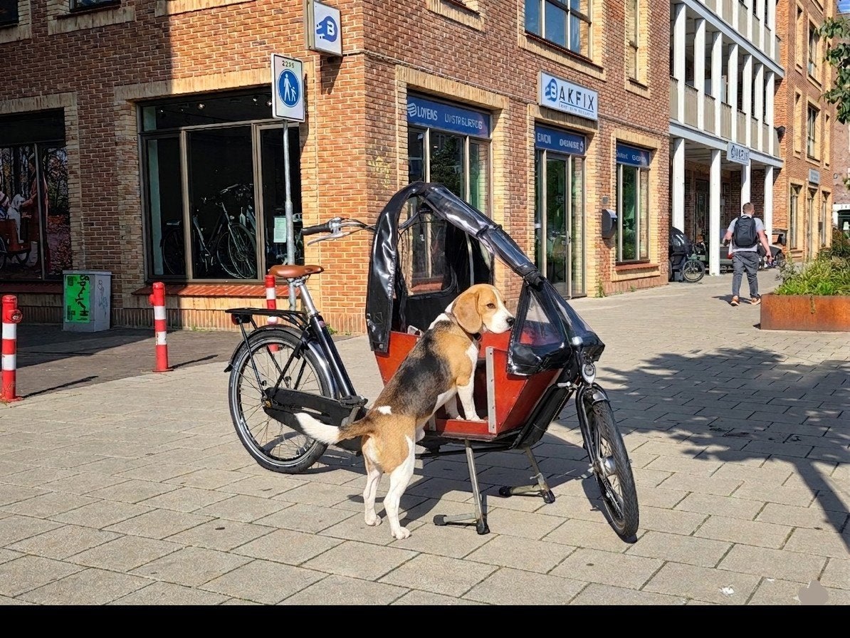Niet-elektrische Bakfiets met Hondenluik - Ideaal voor Honde, Info@bakfiets.nl, Ophalen of Verzenden, Zo goed als nieuw, Bakfiets.nl