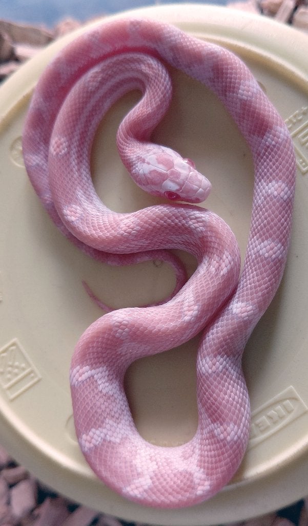 Korenslangen nk2026 (super) red factor hypo snow tess, mtly Corn Snake photo 4