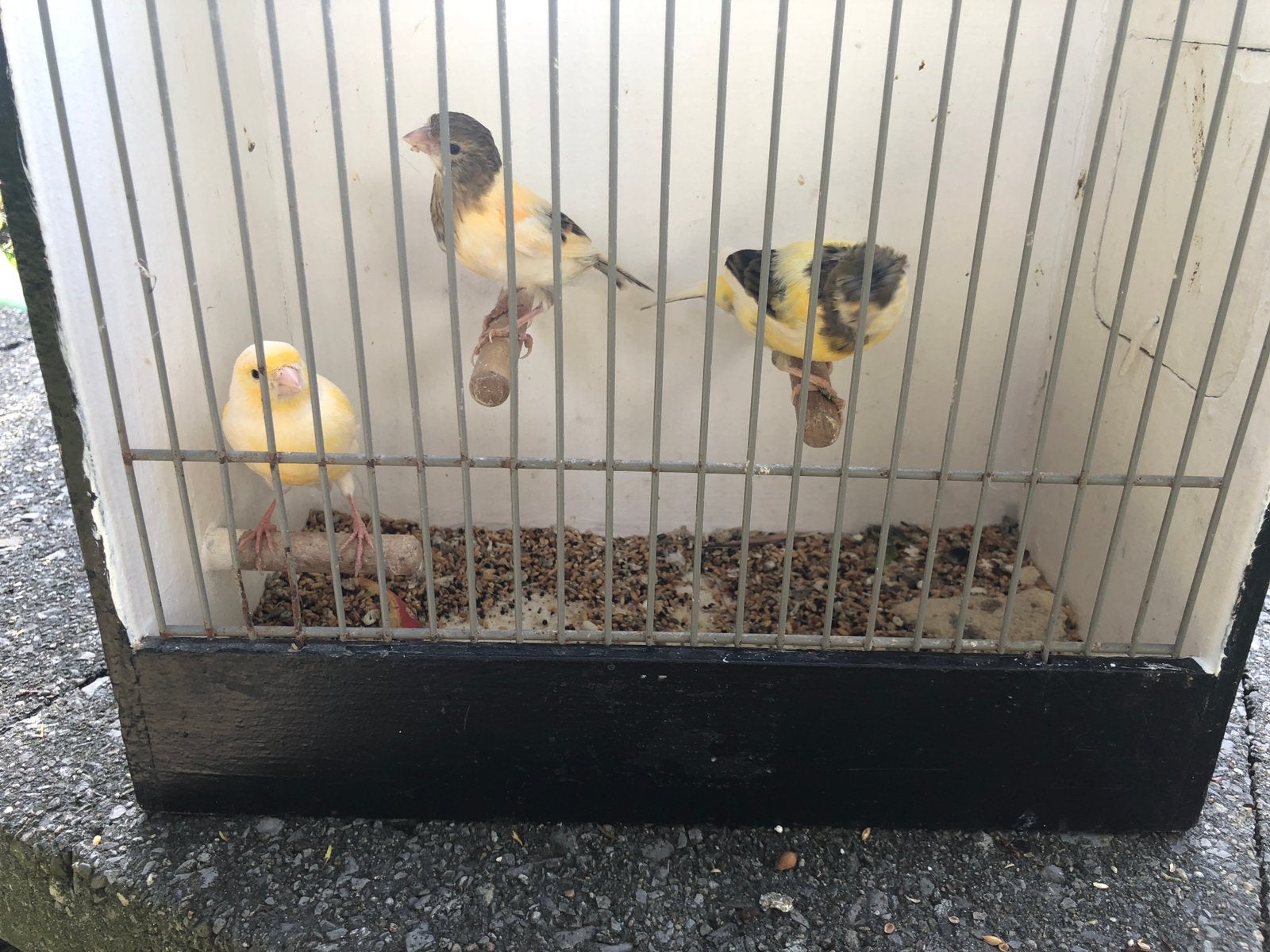 Jonge harlekijn kanariemannen uit hobbyvolière, Meerdere dieren, Kleurkanarie