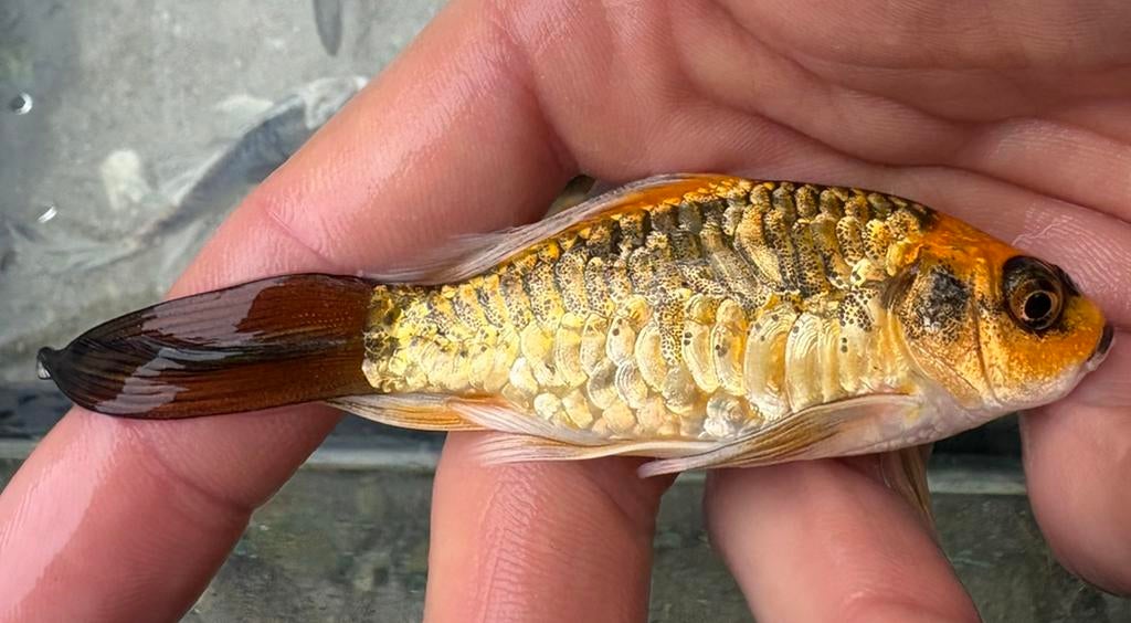 Karashigoi butterfly kois !! (Volschub), Karper of Koi