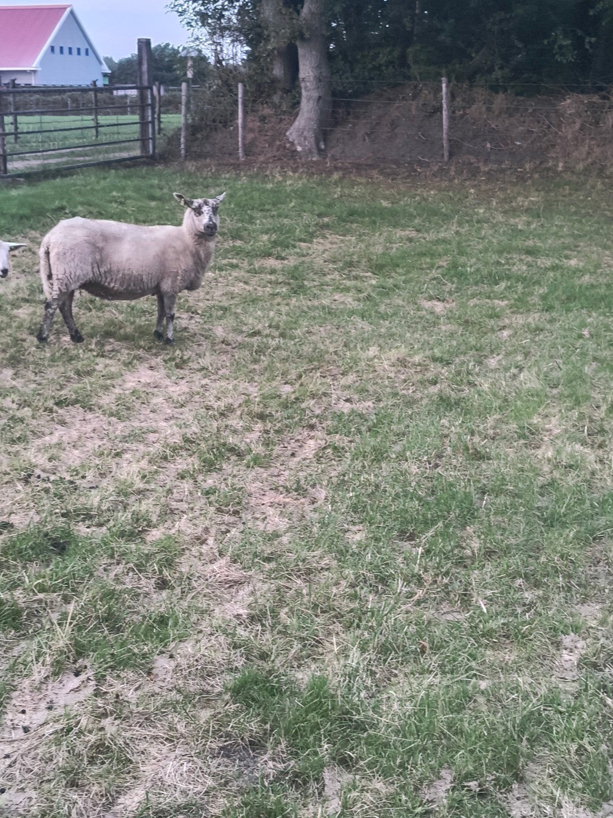 Schaap, Mannelijk, Schaap