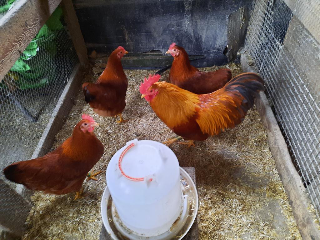 Broedeieren van New Hampshire krielen., Geslacht onbekend, Kip