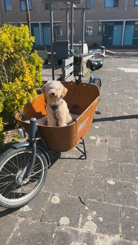 Hondenbakfiets, Fietsen en Brommers, Fietsen | Bakfietsen, Ophalen of Verzenden, Gebruikt, Overige merken