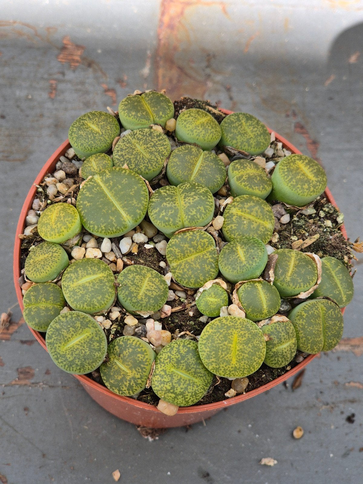 Lithops Levende stenen p8 (5), Huis en Inrichting, Kamerplanten, Ophalen of Verzenden