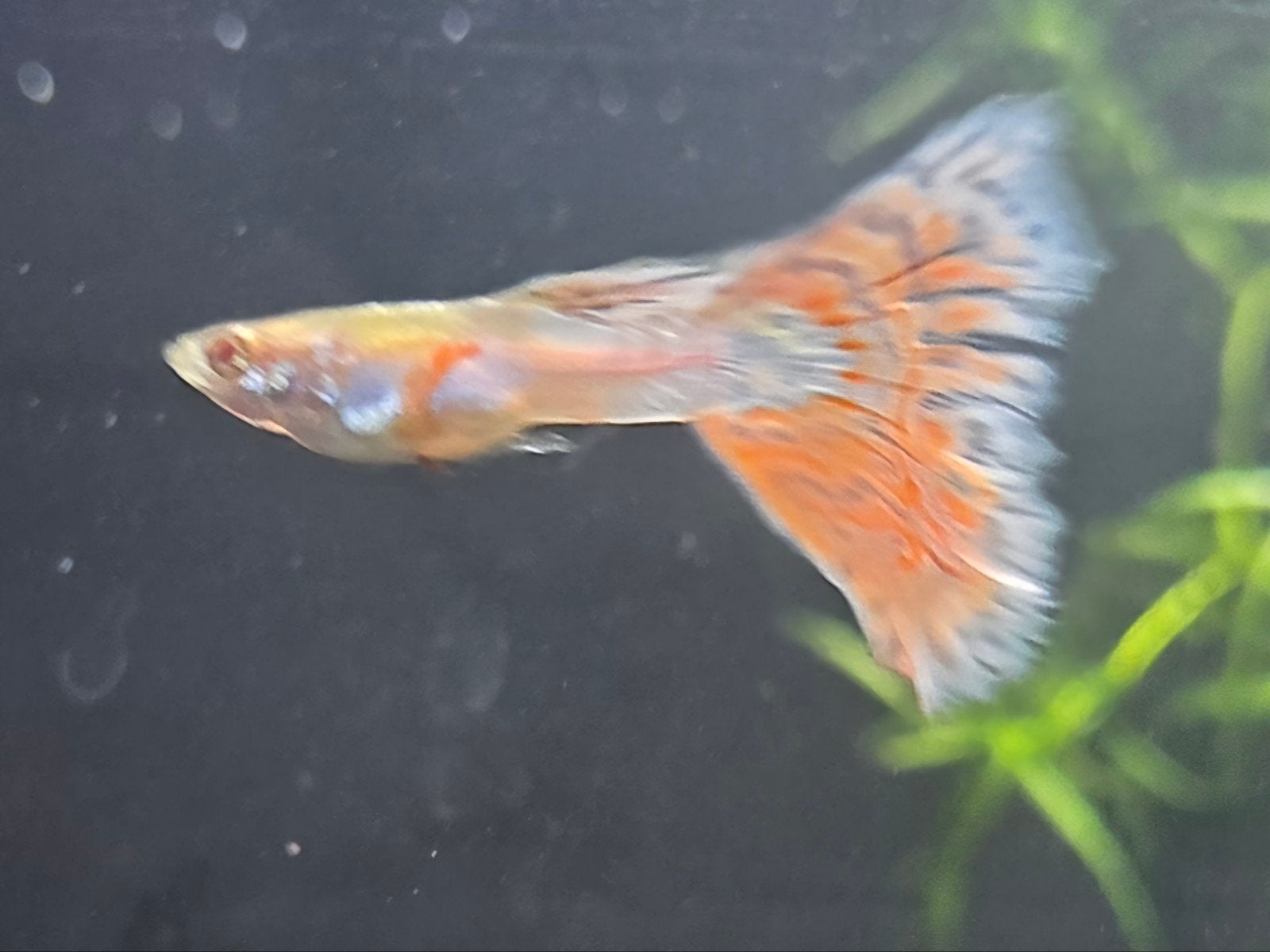 BEPERKT BESCHIKBAAR: Albino posaic guppy, Dieren en Toebehoren, Vis, Zoetwatervis