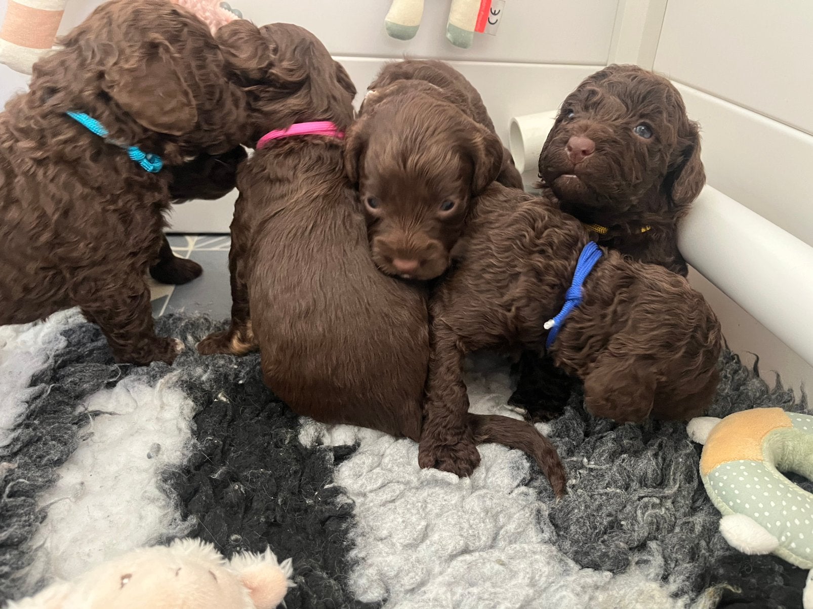 🚨donkerbruine labradoodle🚨, Overige rassen, 8 tot 15 weken, Meerdere, Meerdere dieren
