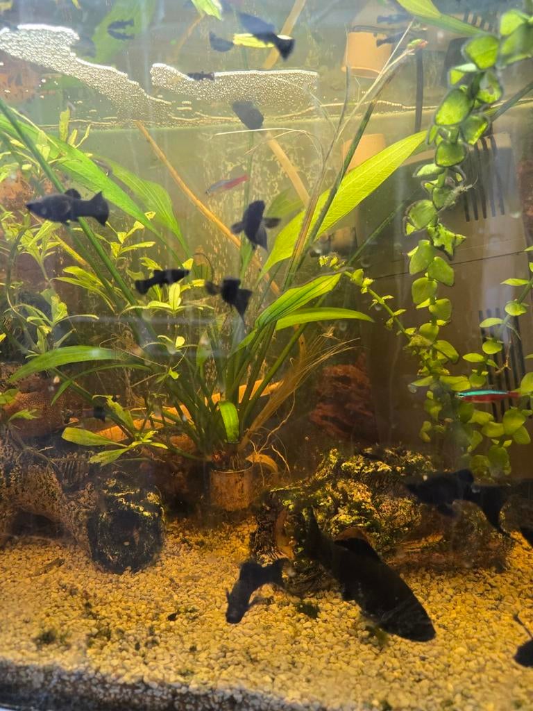 Te koop Black Mollies, Dieren en Toebehoren, Vissen | Aquariumvissen, Vis