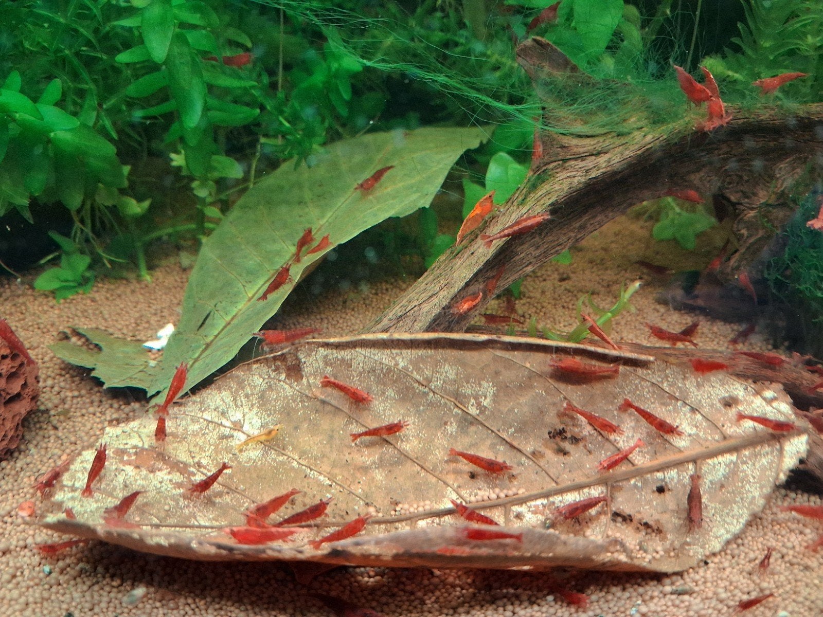 Garnalen mooi rood🦐, Dieren en Toebehoren, Kreeft, Krab of Garnaal