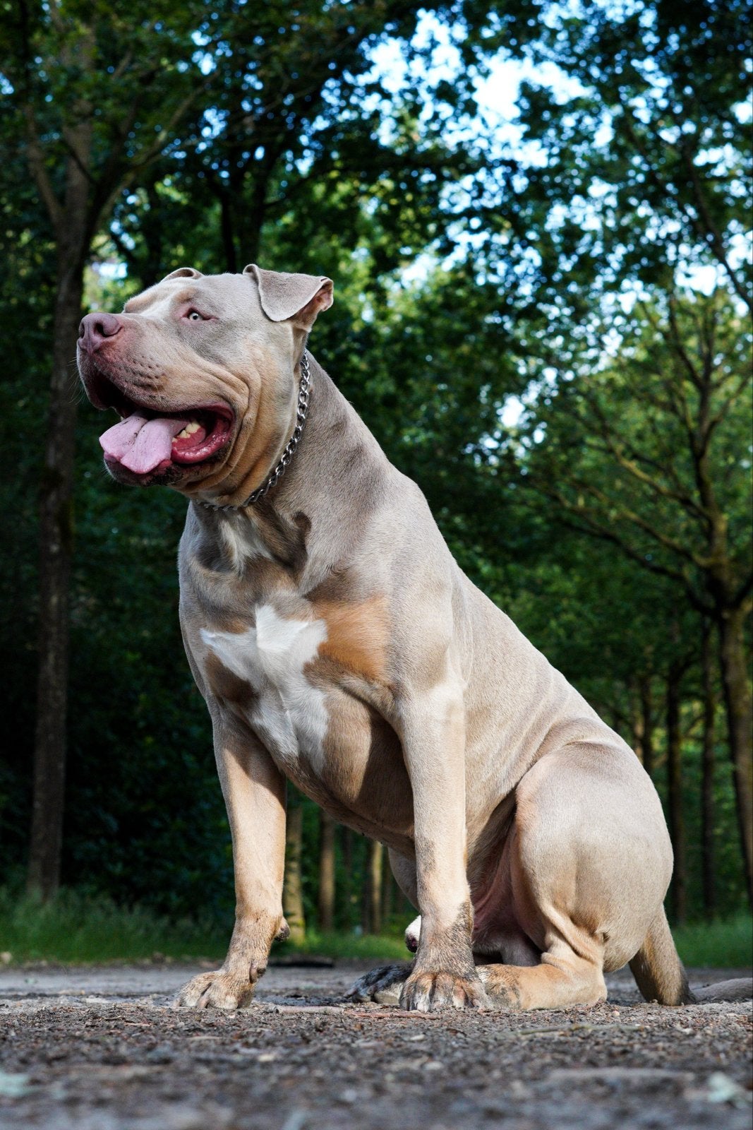 DEKREU - XL American Bully, Reu, 1 tot 2 jaar, Parvo, Eén hond