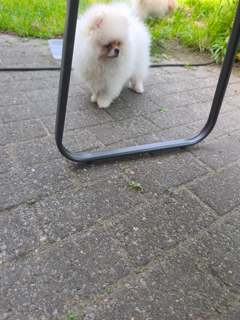Pommerian pups, Particulier, Keeshond, Reu, 8 tot 15 weken