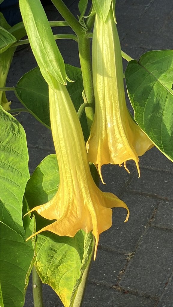 Bloeiende Gele Dubbele Brugmansia - Speciale Variant, Volle zon, Vaste plant, Zomer, Ophalen