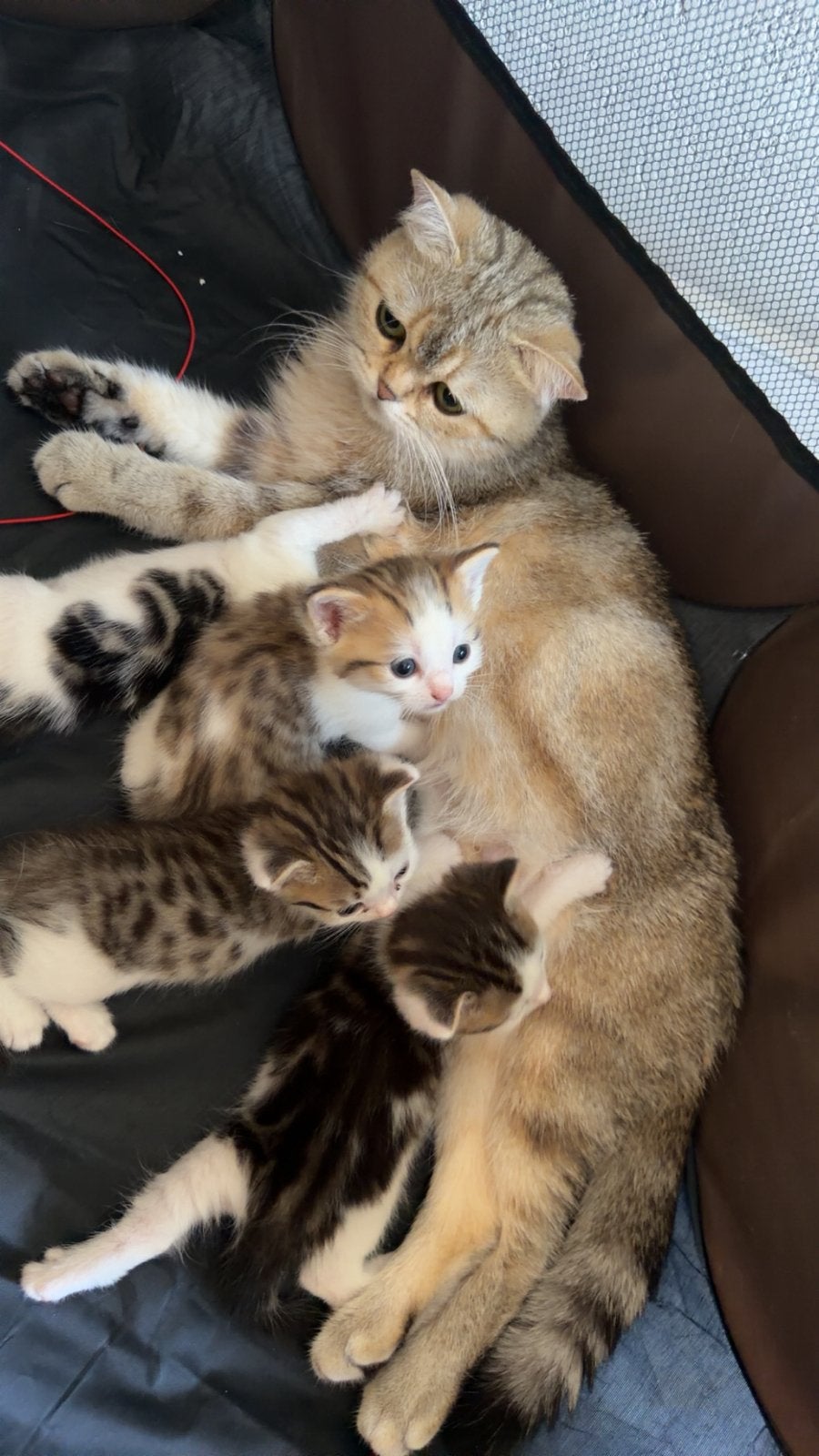 Briste korthaar x Europese kat kittens, Meerdere dieren